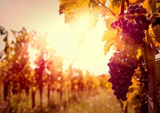 A bunch of grapes that are hanging in the sun.